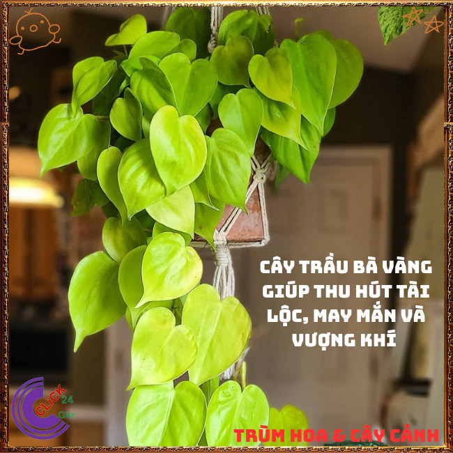 Chậu TRẦU BÀ VÀNG cây trồng trong nhà ưa mát lọc khí mang điềm lành⏰ TRÙM HOA VÀ CÂY CẢNH