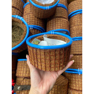 Ổ đẻ  sinh sản chim chào mào, mi, khiếu, cu gáy