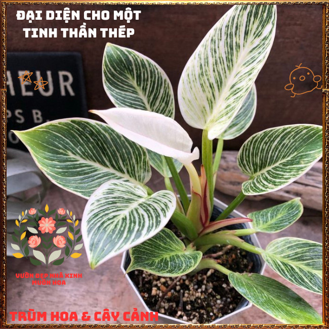 Chậu Hoa TRẦU BÀ ĐẾ VƯƠNG KIM CƯƠNG cây cảnh quý tộc sang trọng ️️🍔 TRÙM HOA VÀ CÂY CẢNH