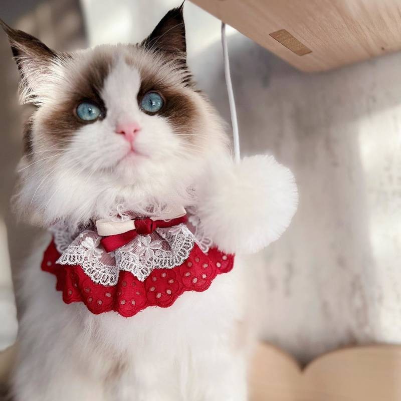 【Ready Stock】 Cat Dog Saliva Towel Pet Scarf Scarf Ins Style Bow Tie Photo Cute Jewelry Lace Bib Props mHtI