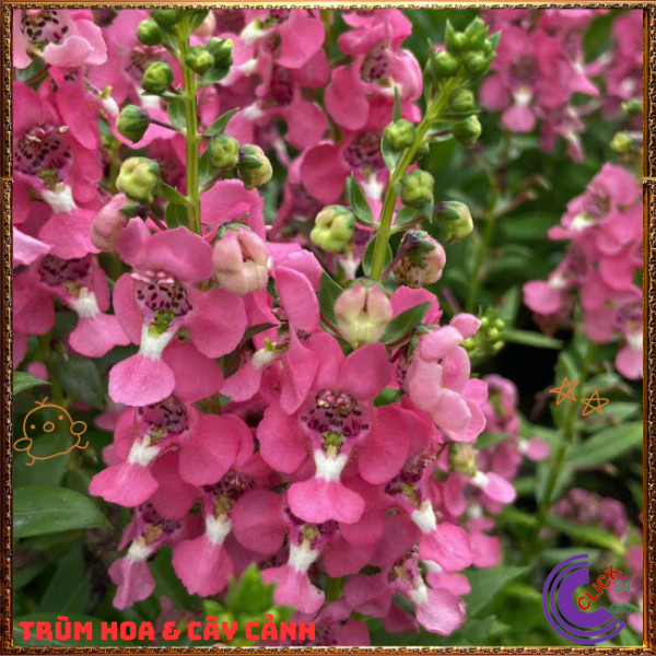 Chậu Hoa NGỌC HÂN màu hồng mới ngọt mắt tuyệt đẹp siêu dễ thương️🎊 Hoa Mười Giờ Bonsai & Phụ Kiện