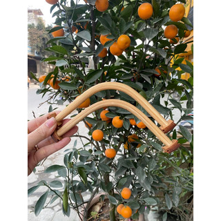 Cầu góc liền khối lồng chim, cầu góc lồng chào mào kèm tai