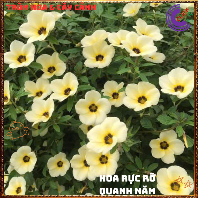 HOA DỪA KEM ĐÔNG HẦU THÁI TO ĐẸP SIÊU SIÊNG BÔNG QUANH NĂM DỄ TRỒNG⏰{{store}]