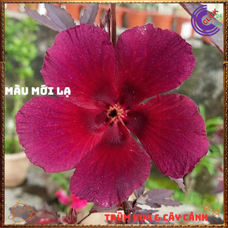 Hoa thiên quý ĐỎ RUBY Râm Bụt Lá Phong đẹp quý phái sang trọng mới lạ⏳{{store}]