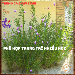 Chậu Lan Sậy Lan Trúc Trưởng Thành Có Nhiều Cây Khỏe Mượt 💍{{store}]