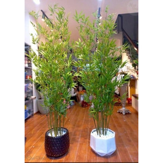 cành trúc giả, cành trúc quân tử, cành trúc cắm hàng rào,  lucas decor