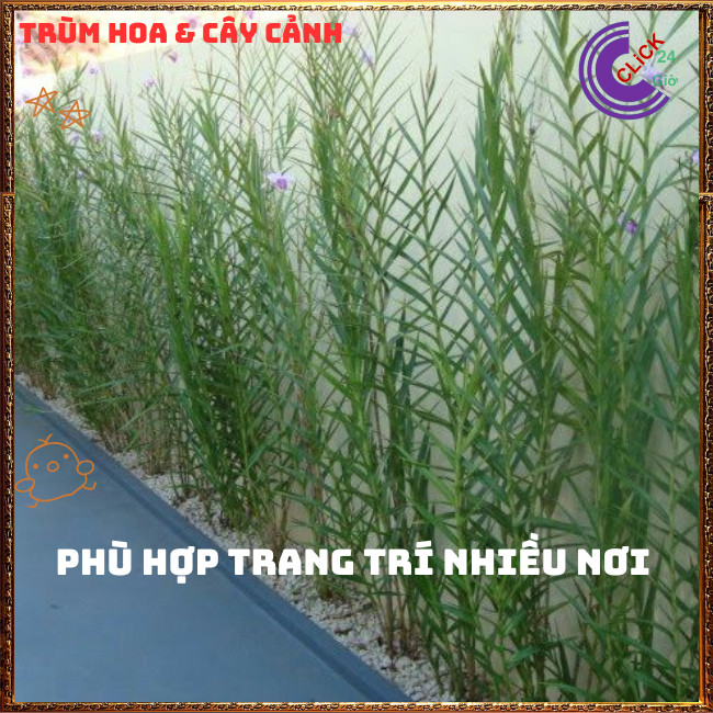 Chậu Lan Trúc Lan Sậy Trưởng Thành Cao Gần 1 mét Đẹp Sang Trọng 💍{{store}]
