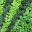 Tấm hàng rào lá xanh nhân tạo Ivy Hedge Màn hình hàng rào bảo mật giả cho gia đình Trang trí ban công sân vườn ngoài trời 0,5X3m [BK]