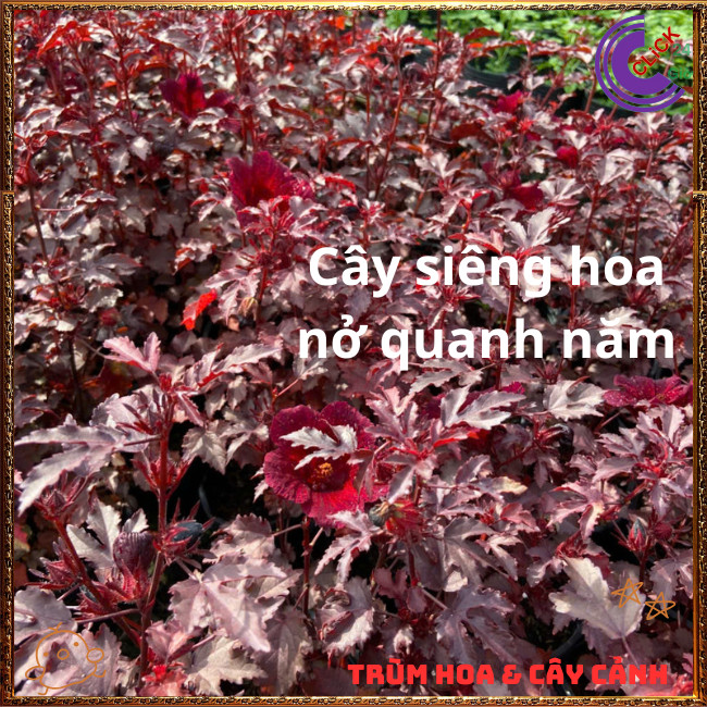 Hoa thiên quý ĐỎ RUBY Râm Bụt Lá Phong đẹp quý phái sang trọng mới lạ💍{{store}]