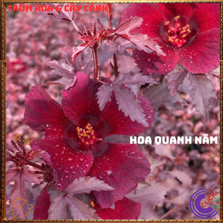 Chậu Râm Bụt Lá Phong Atiso Lá Đỏ Làm Nhiều Món Ăn Ngon Thảo Mộc Quý⌛{{store}]
