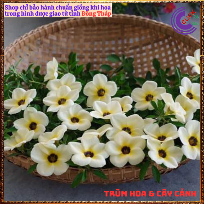 HOA DỪA KEM ĐÔNG HẦU THÁI TO ĐẸP SIÊU SIÊNG BÔNG QUANH NĂM DỄ TRỒNG⏰{{store}]