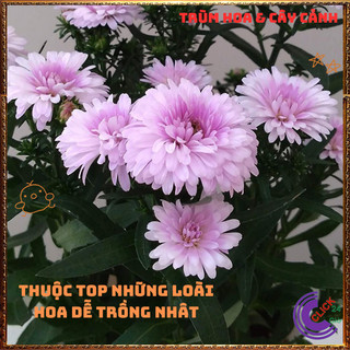 Chậu HOA THẠCH THẢO màu HỒNG XÙ Cánh Kép to Tuyệt đẹp ngọt ngào🍕 BẢO HÀNH CÂY GIỐNG VÀ HOA CHUẨN