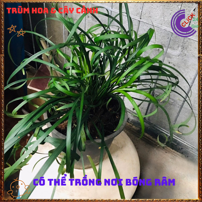 NGÃI QUẤN KHÁCH LỌC KHÔNG KHÍ ĐEM MAY MẮN TÀI LỘC CHO GIA CHỦ💍{{store}]