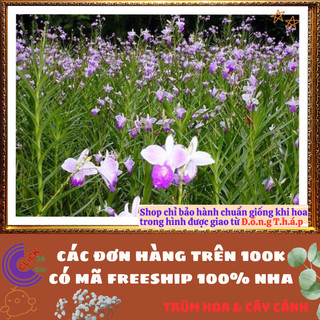Chậu Lan Trúc Lan Sậy Trưởng Thành Cao Gần 1 mét Đẹp Sang Trọng ⏳{{store}]