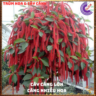 Chậu Hoa Đuôi Chồn Đỏ Rực Rỡ Đang Có Nhiều Hoa Mới Lạ 💍{{store}]