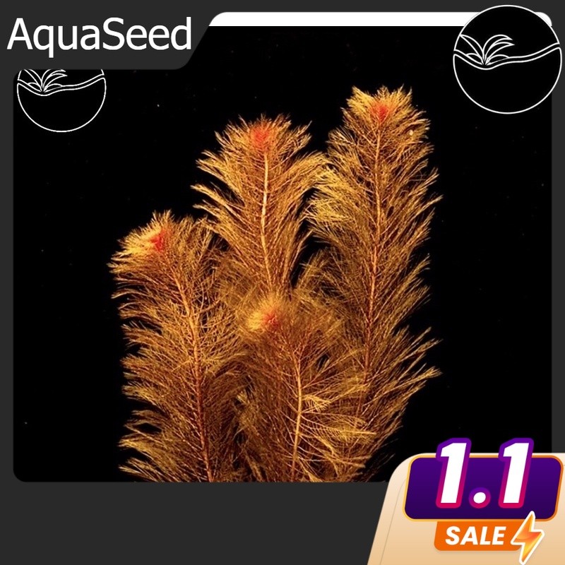 Red Myriophyllum - Cây Rong Xương Cá Đỏ/Chồn Đỏ(Lá Nước) -KHÔNG CO2 ...