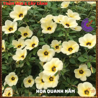 CHẬU HOA DỪA KEM ĐÔNG HẦU MÀU KEM NỞ ĐỀU HÀNG NGÀY TO ĐẸP LỘNG LẪY ️💄{{store}]