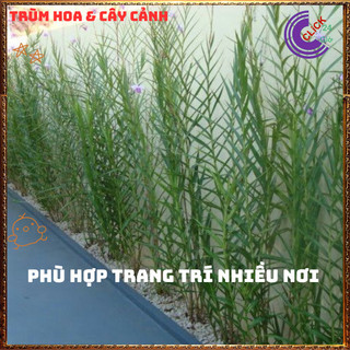 Chậu Lan Trúc Lan Sậy Trưởng Thành Cao Gần 1 mét Đẹp Sang Trọng ️️🥁{{store}]