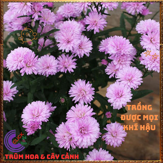 Chậu HOA THẠCH THẢO màu HỒNG XÙ Cánh Kép to Tuyệt đẹp ngọt ngào🍕 BẢO HÀNH CÂY GIỐNG VÀ HOA CHUẨN