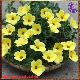 CHẬU HOA ĐÔNG HẦU VÀNG KEM GIỐNG MỚI HOA DỪA THÁI TO NỞ QUANH NĂM⏳{{store}]