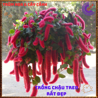 Cây Tai Tượng Hoa Đỏ Đuôi Chồn Rực Rỡ Đang Có Hoa⌛{{store}]