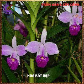 Chậu Lan Trúc Lan Sậy Trưởng Thành Cao Gần 1 mét Đẹp Sang Trọng ️️🥁{{store}]