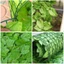 Tấm hàng rào lá xanh nhân tạo Ivy Hedge Màn hình hàng rào bảo mật giả cho gia đình Trang trí ban công sân vườn ngoài trời 0,5X3m [BK]
