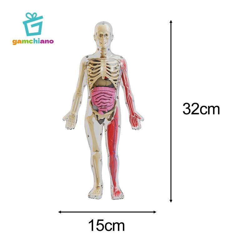 Gamchiano Đồ chơi mô hình cơ thể con người Giáo dục sớm Trình diễn lớp học cho giáo viên