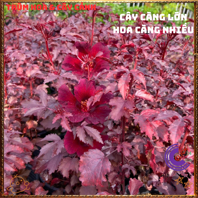 Hoa thiên quý ĐỎ RUBY Râm Bụt Lá Phong đẹp quý phái sang trọng mới lạ💍{{store}]