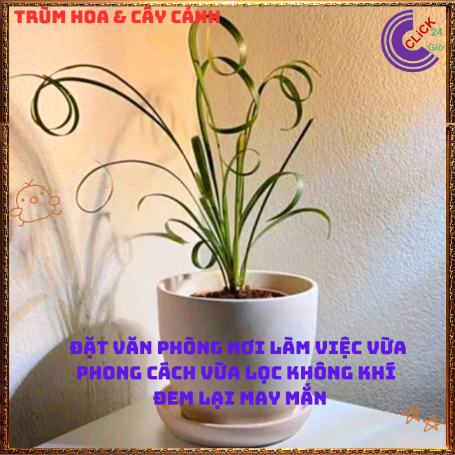 NGÃI QUẤN KHÁCH LỌC KHÔNG KHÍ ĐEM MAY MẮN TÀI LỘC CHO GIA CHỦ💍{{store}]