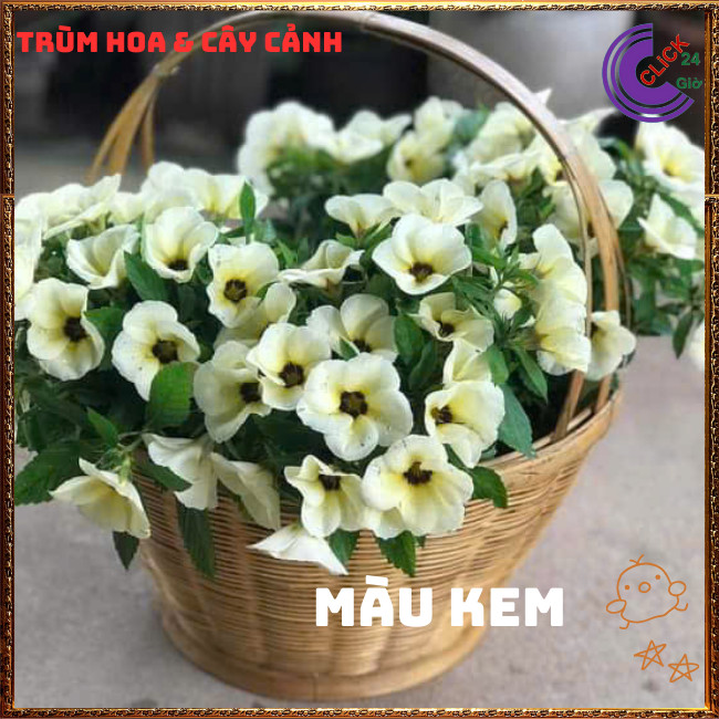 Combo ĐÔNG HẦU ĐỦ 3 MÀU HOA DỪA THÁI TO GIỐNG MỚI SIÊU ĐẸP ⏰{{store}]