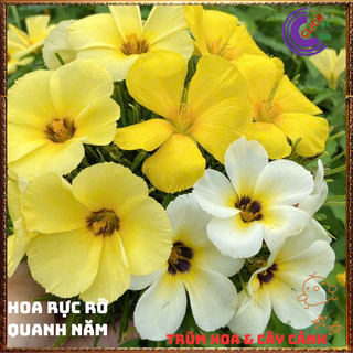 Combo hoa đông hầu đủ 3 màu tuyệt đẹp quanh năm siêu hoa dễ trồng⏳{{store}]