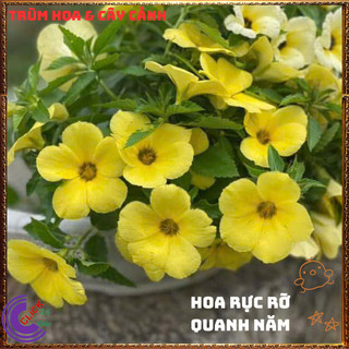 CHẬU HOA ĐÔNG HẦU VÀNG KEM GIỐNG MỚI HOA DỪA THÁI TO NỞ QUANH NĂM⏳{{store}]