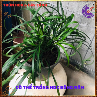 NGÃI QUẤN KHÁCH LỌC KHÔNG KHÍ ĐEM MAY MẮN TÀI LỘC CHO GIA CHỦ️️🥁{{store}]