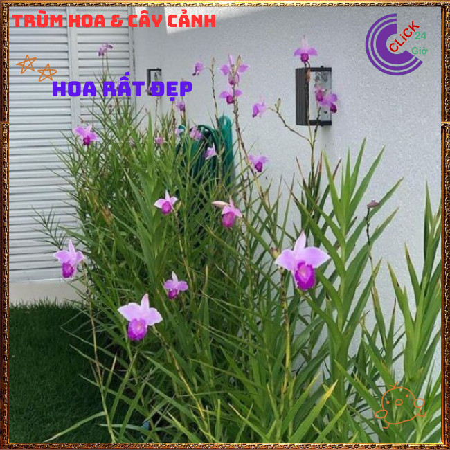 Chậu Lan Trúc Lan Sậy Trưởng Thành Cao Gần 1 mét Đẹp Sang Trọng 💍{{store}]