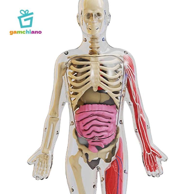 Gamchiano Đồ chơi mô hình cơ thể con người Giáo dục sớm Trình diễn lớp học cho giáo viên