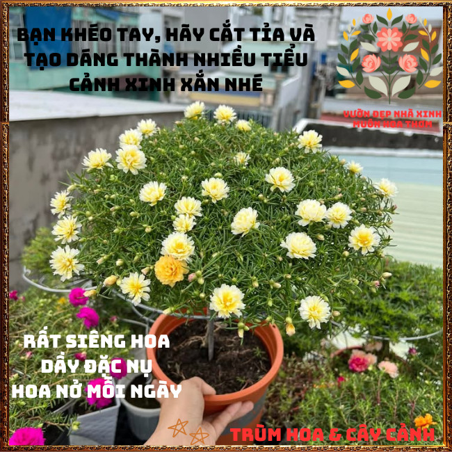 Cành Hoa Mười Giờ Thái Kép Cánh Tua Lạ Mắt Rất Đẹp Siêng Hoa Rất Dễ Trồng🍟 TRÙM HOA VÀ CÂY CẢNH