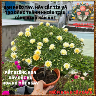 Cành Hoa Mười Giờ Thái Kép Cánh Tua Lạ Mắt Rất Đẹp Siêng Hoa Rất Dễ Trồng️🌮 Yêu Nhà Yêu Hoa