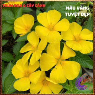 HOA DỪA VÀNG ĐÔNG HẦU MÀU VÀNG NỞ ĐỀU HÀNG NGÀY TO ĐẸP RỰC RỠ 💍{{store}]