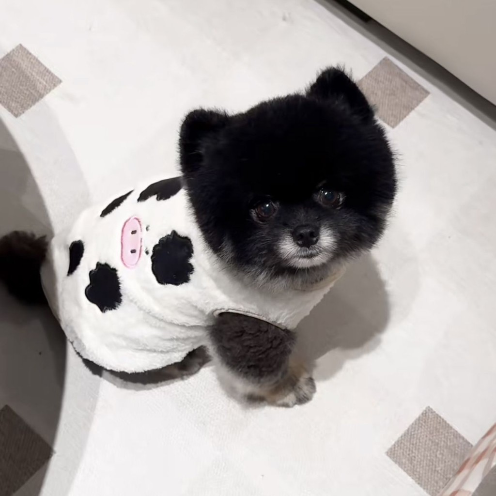 Chó Mèo Thú Cưng Quần Áo Thu Đông Bò Áo Vest Áo
