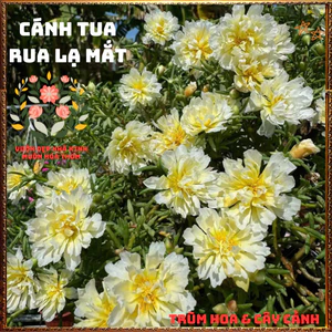 Cành Hoa Mười Giờ Thái Kép Cánh Tua Lạ Mắt Rất Đẹp Siêng Hoa Rất Dễ Trồng️️🍔