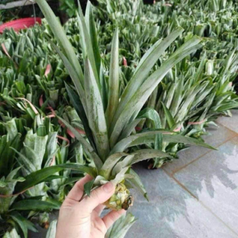 khoẻ-đẹp- GIỐNG DỨA MẬT MD2 .K PHẢI GỌT MẮT ,NHIỀU MẬT QUẢ 2-3kg/ QUẢ ...
