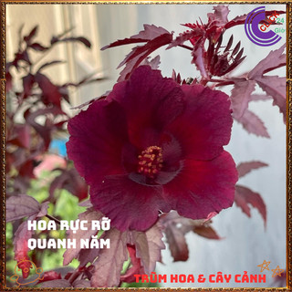 Cây Bụt Giấm Lá Phong Đẹp Tuyệt Vời Làm Nhiều Món Ngon Thảo Mộc Quý💍{{store}]
