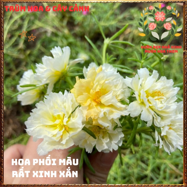 Cành Hoa Mười Giờ Thái Kép Cánh Tua Lạ Mắt Rất Đẹp Siêng Hoa Rất Dễ Trồng🍟 TRÙM HOA VÀ CÂY CẢNH
