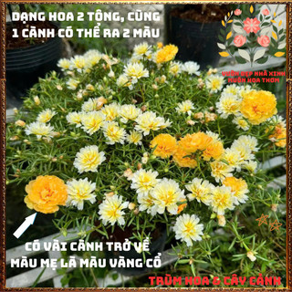 Cành Hoa Mười Giờ Thái Kép Cánh Tua Lạ Mắt Rất Đẹp Siêng Hoa Rất Dễ Trồng️🌮 Yêu Nhà Yêu Hoa