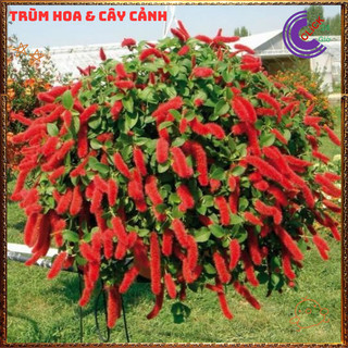 Chậu Hoa Đuôi Chồn Đỏ Rực Rỡ Đang Có Nhiều Hoa Mới Lạ 💍{{store}]