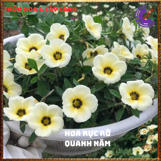 CHẬU HOA ĐÔNG HẦU KEM GIỐNG MỚI HOA TO NỞ QUANH NĂM RẤT SIÊNG BÔNG💍{{store}]
