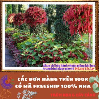 Cây Tai Tượng Hoa Đỏ Đuôi Chồn Rực Rỡ Đang Có Hoa️️🥁{{store}]