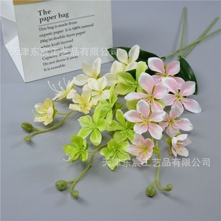 Cành hoa địa lan xinh xắn cao 70 cm,