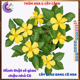 ĐÔNG HẦU VÀNG HOA DỪA THÁI TO SIÊU SIÊNG BÔNG QUANH NĂM DỄ TRỒNG️️🥁{{store}]